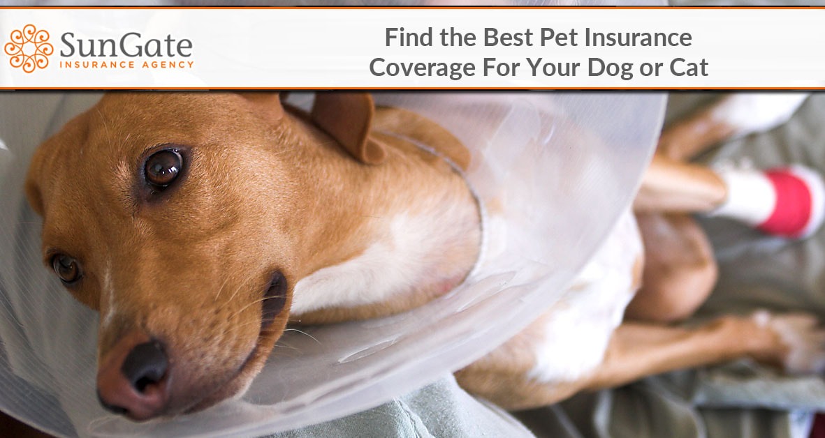 Find the Best Pet Insurance Coverage For Your Dog or Cat