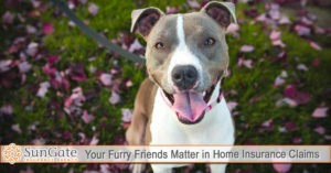 Your Furry Pet Friends Matter in Home Insurance Claims